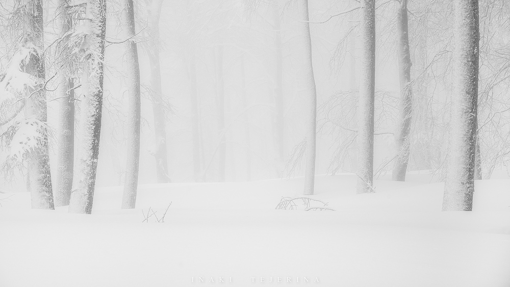 Mostrar Mensajes - Foxx_DSC7267-3copia.jpg